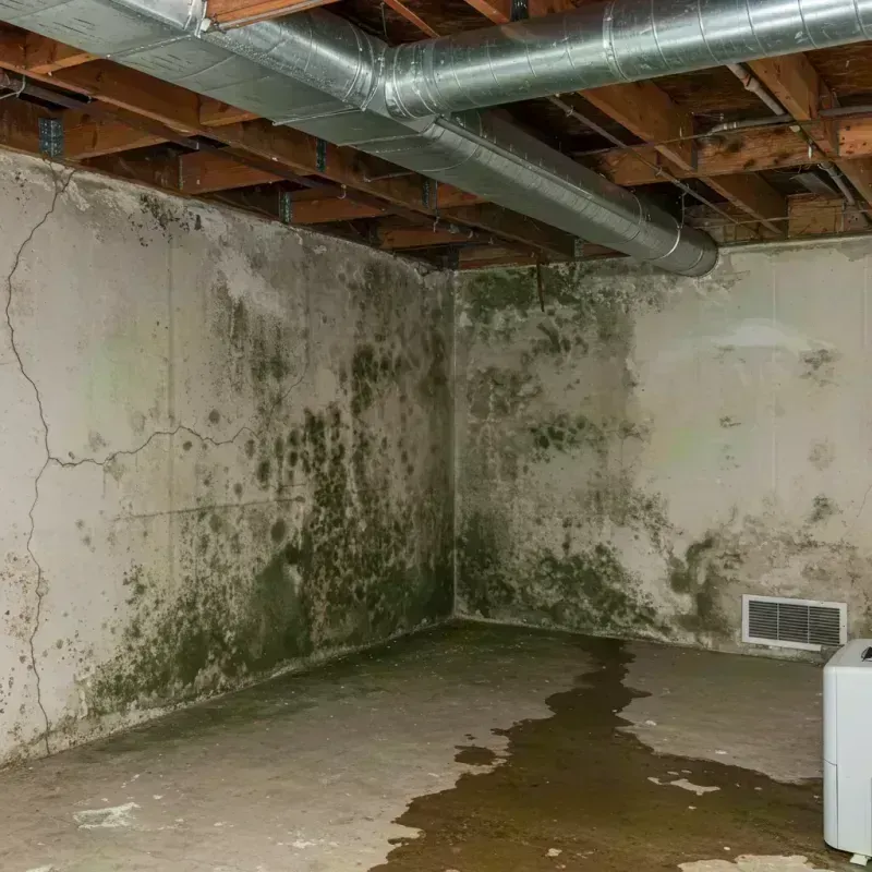 Professional Mold Removal in Ledyard, CT